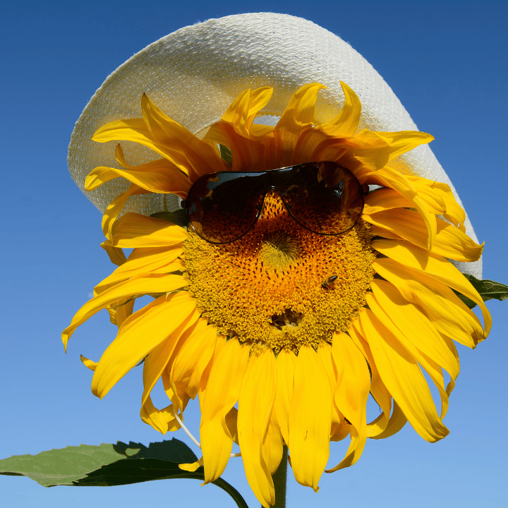 Bipolar Disorder Treatment Services in NC