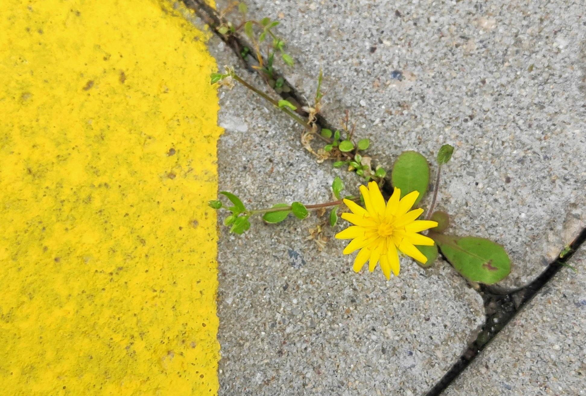 A bright yellow flower growing through a crack in the pavement beside a bold yellow line, symbolizing resilience, strength, and growth in difficult conditions.