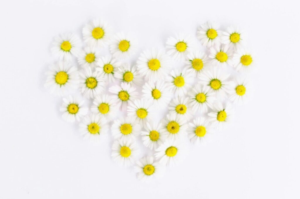 White daisies arranged in the shape of a heart on a white background, symbolizing gentle love and the importance of healthy boundaries in relationships.