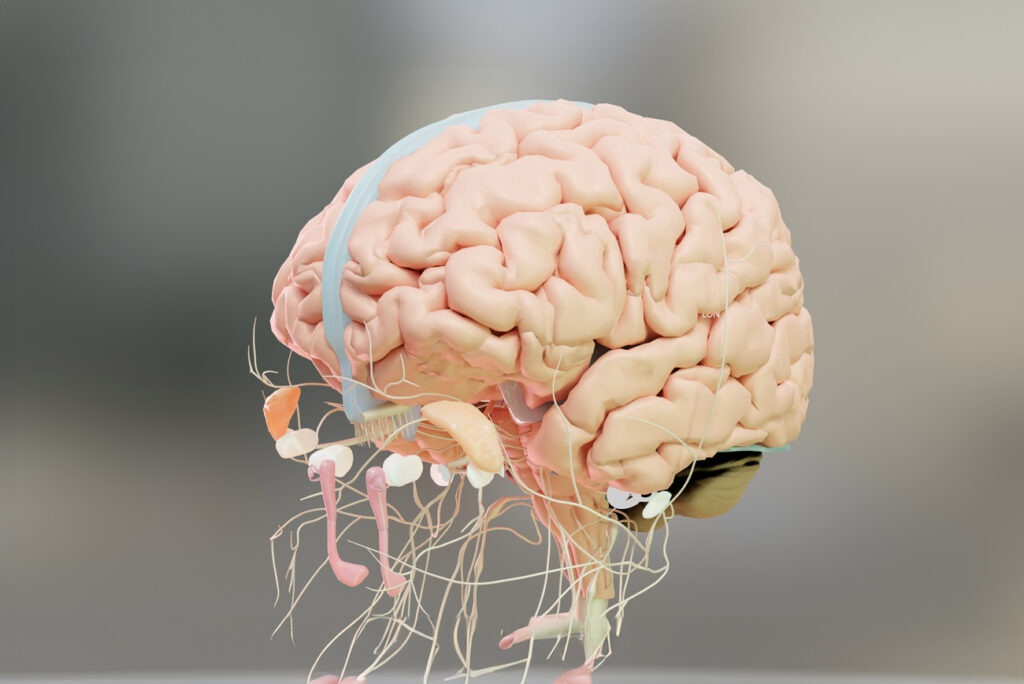 3D illustration of a human brain showing the central nervous system, including detailed neural pathways and nerves extending downward, symbolizing the complexity and connectivity of the brain and body.