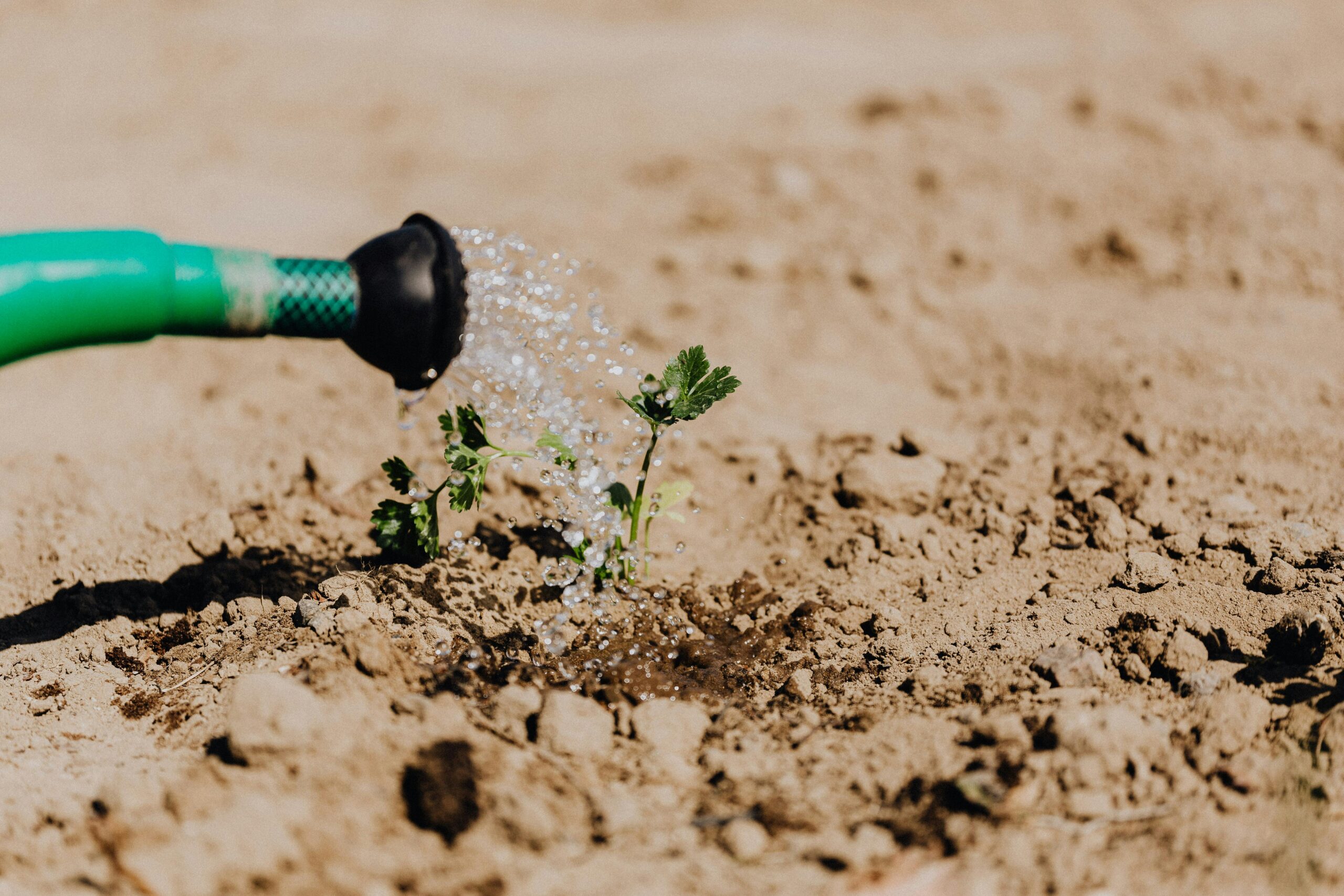 A small green seedling growing in dry, sandy soil is being gently watered with a green garden hose. The image symbolizes growth, resilience, and nurturing care — a reminder that even in tough conditions, growth is possible.