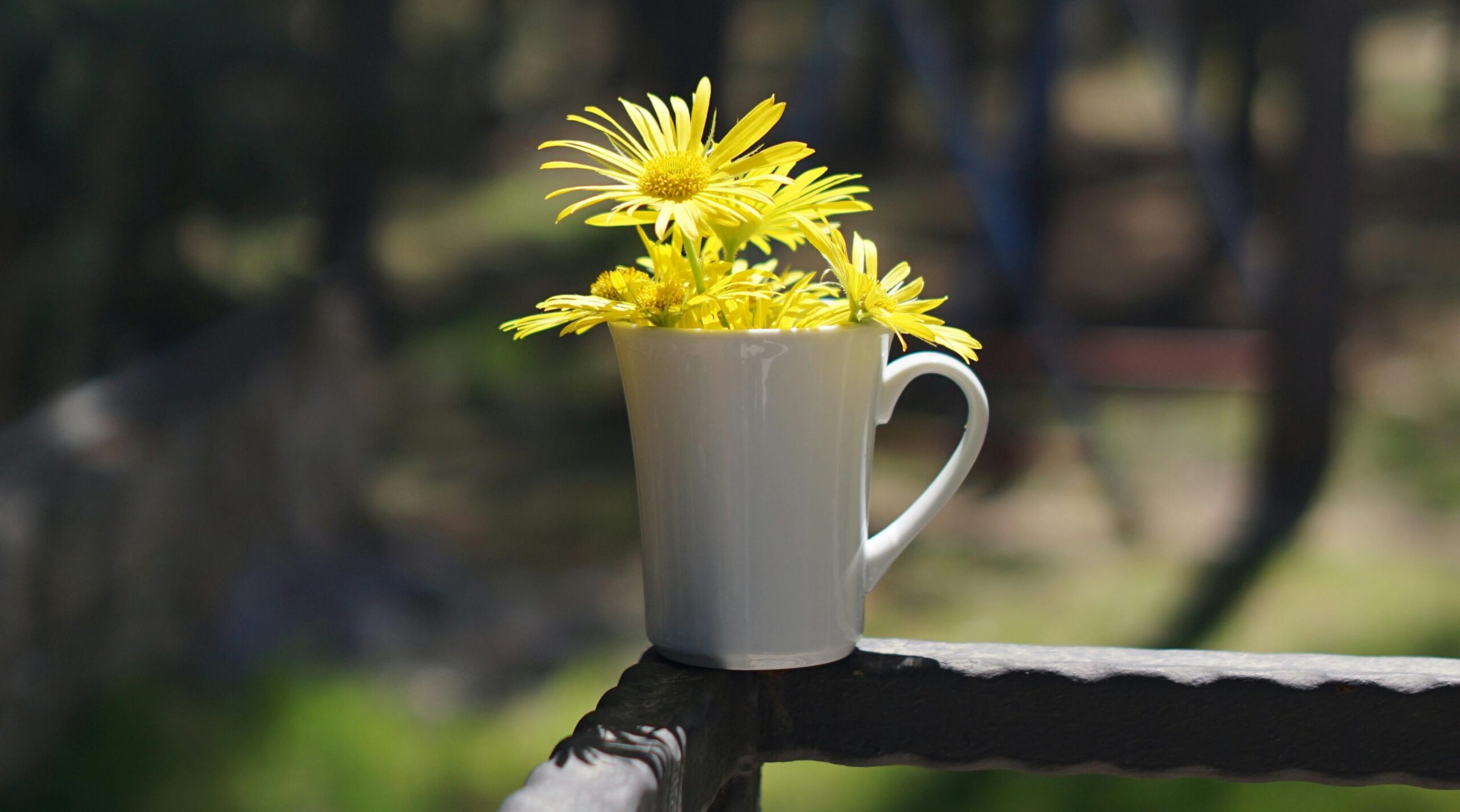 A white ceramic mug sits on a sunlit outdoor railing, filled with bright yellow daisy-like flowers. Soft natural light and a blurred green background create a peaceful, uplifting atmosphere.