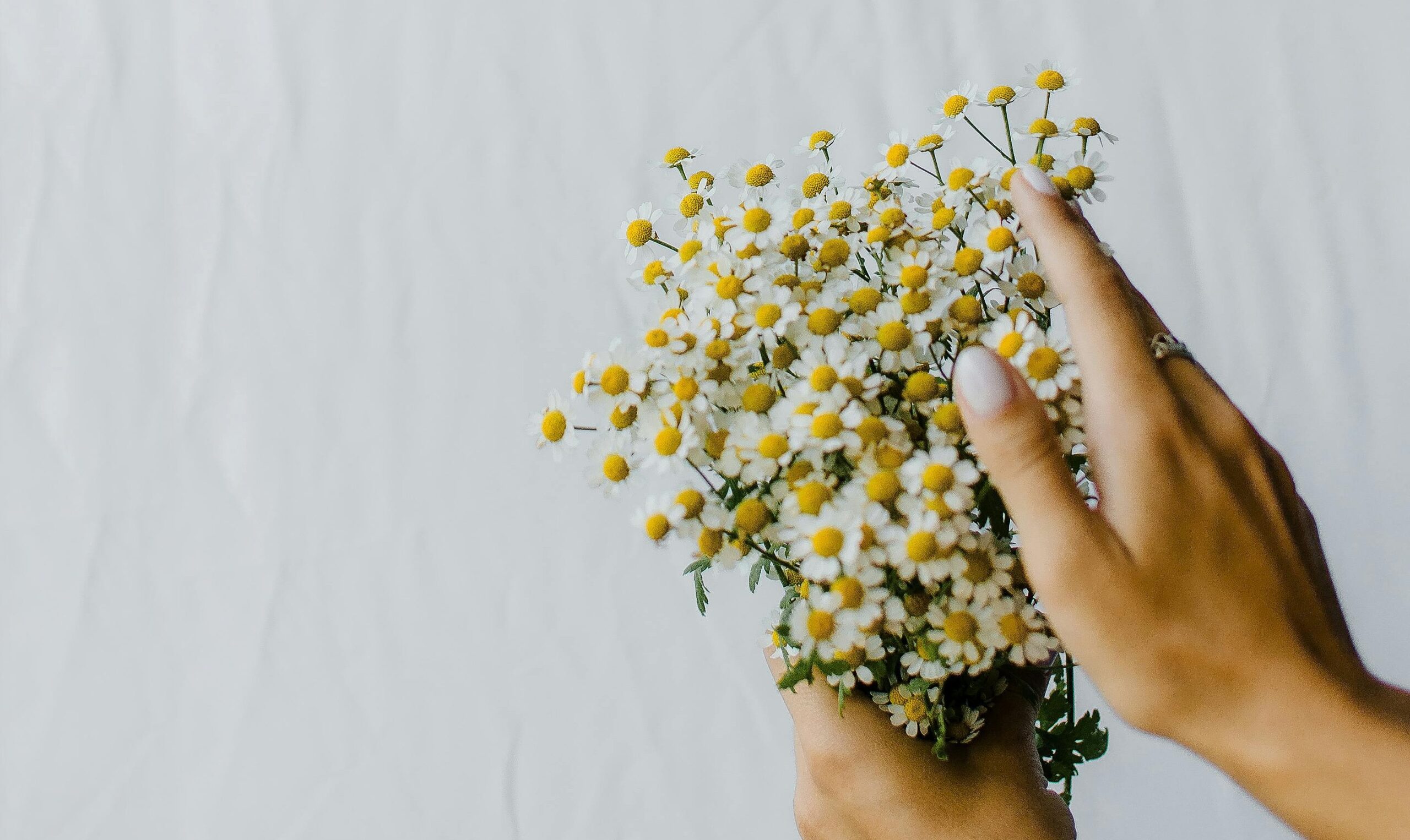 Hands gently holding a small bouquet of white daisies with yellow centers against a soft, light background.
