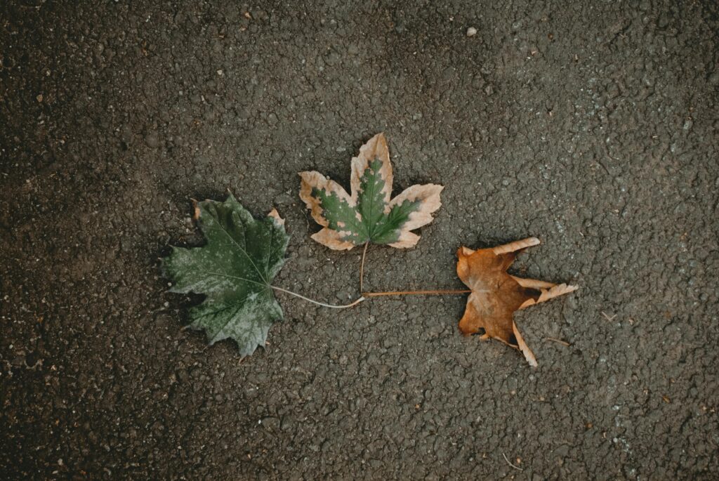 Three maple leaves transitioning from green to brown on pavement, symbolizing seasonal mood shifts and seasonal depression in mental health
