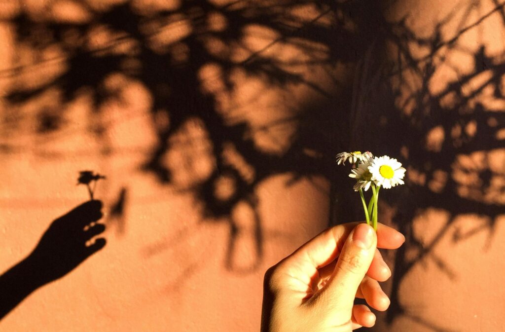 Hand holding delicate white daisy flowers with shadow reflections on a sunlit wall, representing self-discovery, therapy insights, and personal growth.